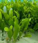 Caulerpa prolifera makroglon zielony - akwarium morskie