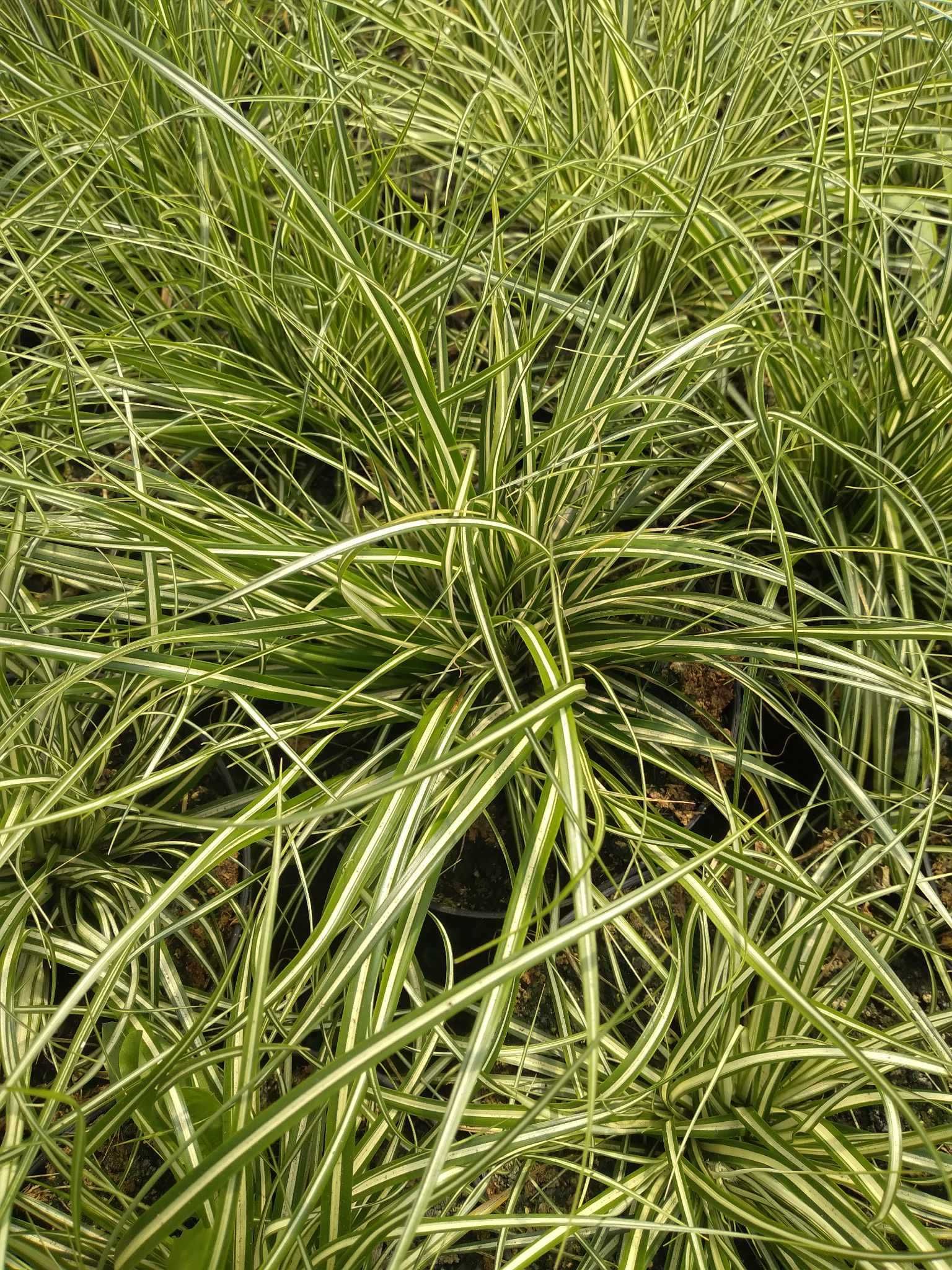 Turzyca oszimska, Carex Moonlight