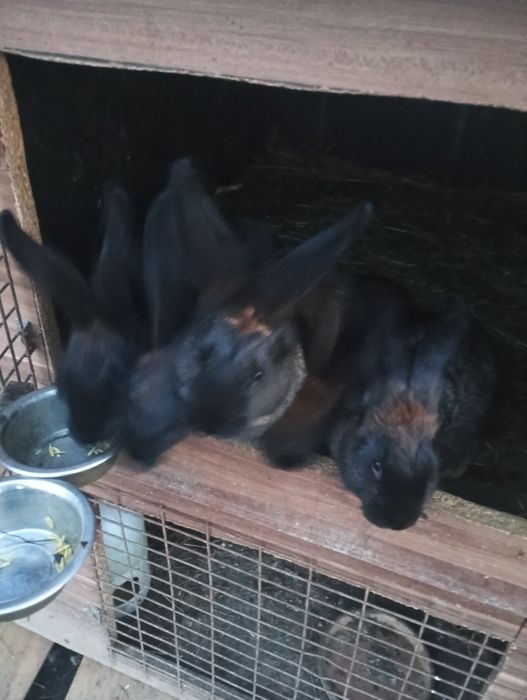 Sprzedam Młode króliki i dorosłe