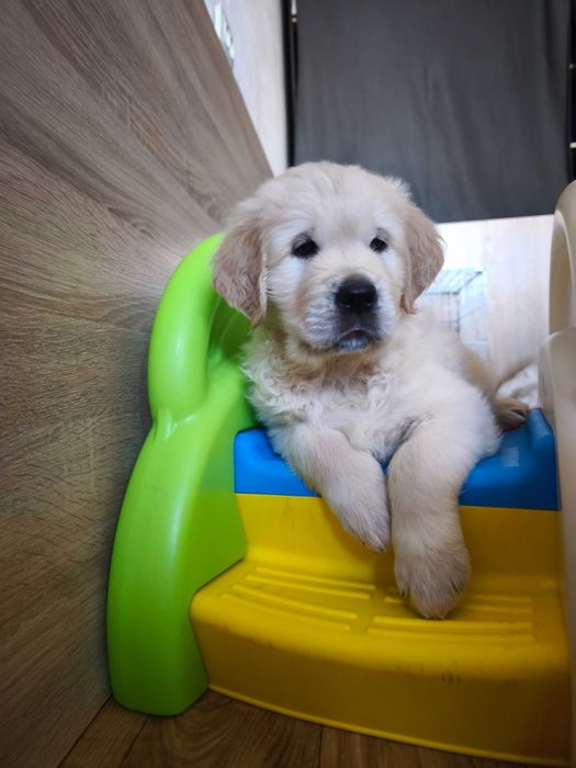 Ретривери з розплідника