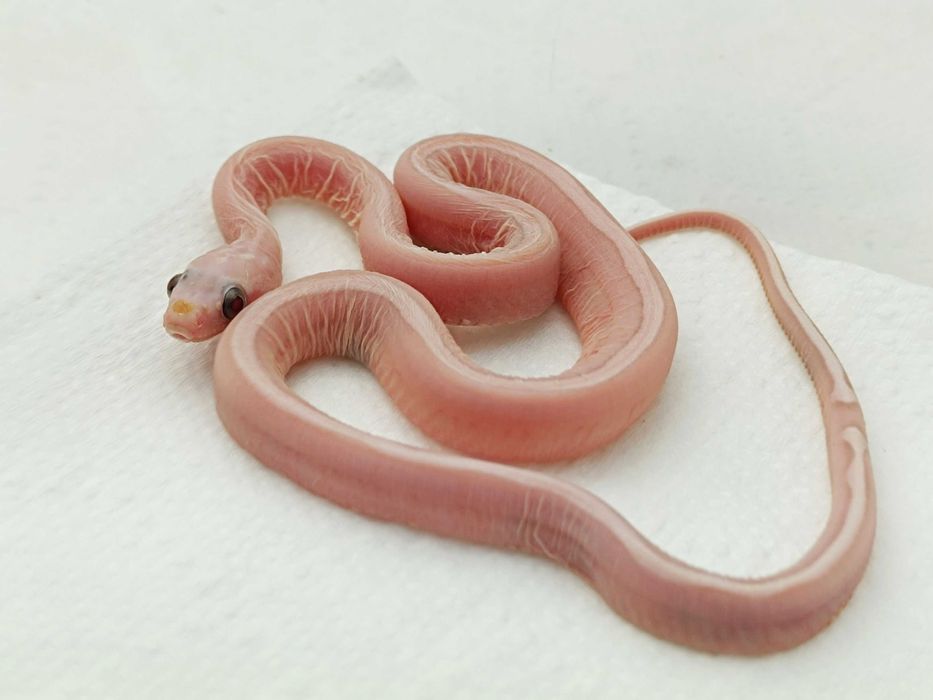Wąż zbożowy / Ultramel Anery Motley "Pinstripe" Scaleless / Unikatowy
