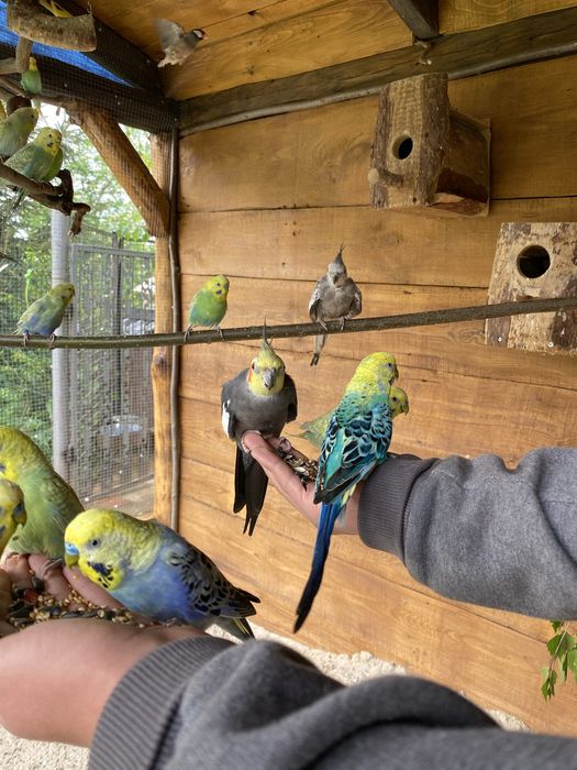 Papugi faliste samiczki przepiórki chinskie