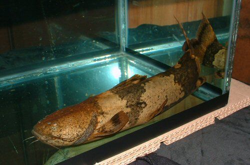 TABU Pseudopimelodus Bufonius około 25cm W-wa