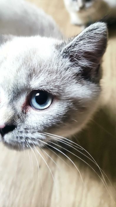 Kocurek Brytyjski (PZF) Staś – przytulas który szuka swojego człowieka