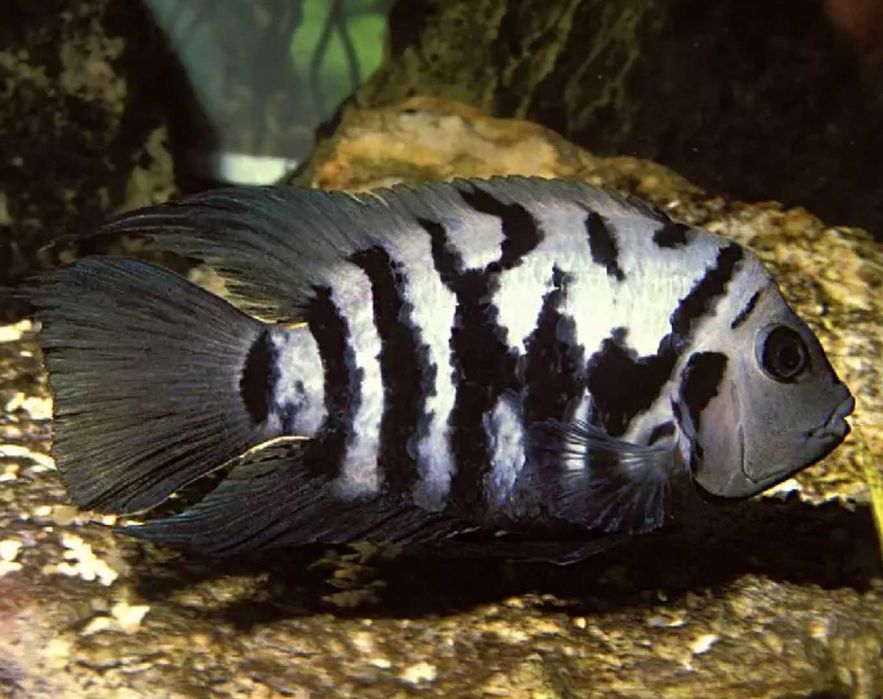 Pielęgnica zebra - Amatitlania nigrofasciata - dowóz, wysyłka