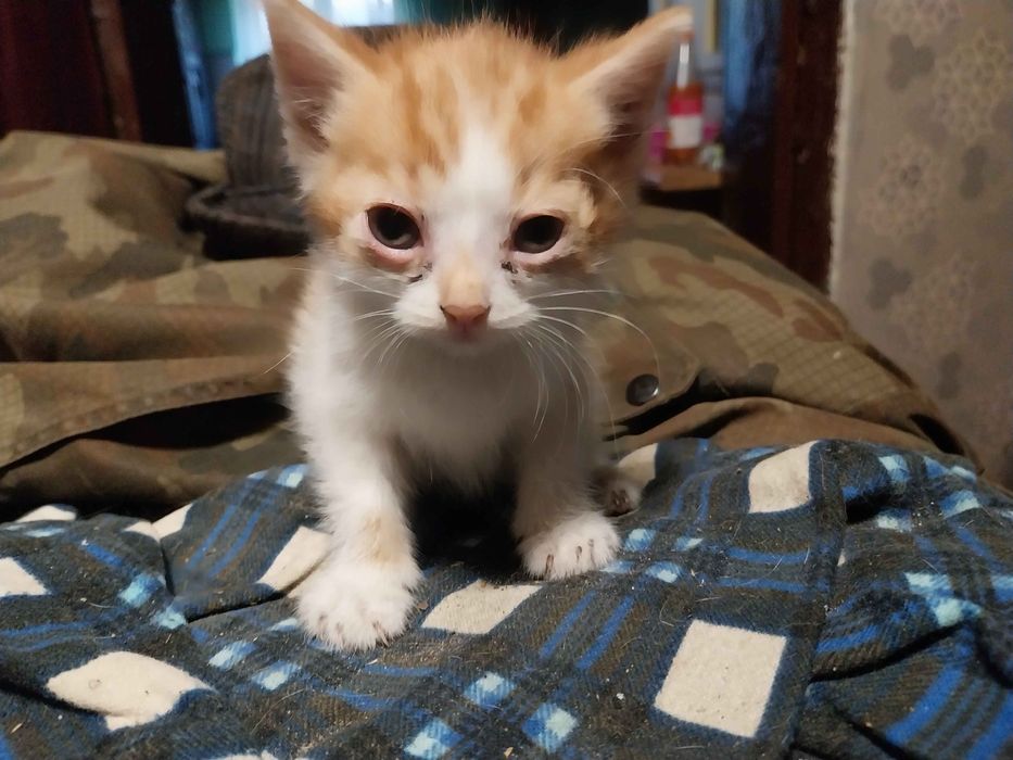 Oddam kotki za darmo ruda slaska