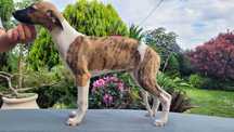Whippet szczeniak piesek