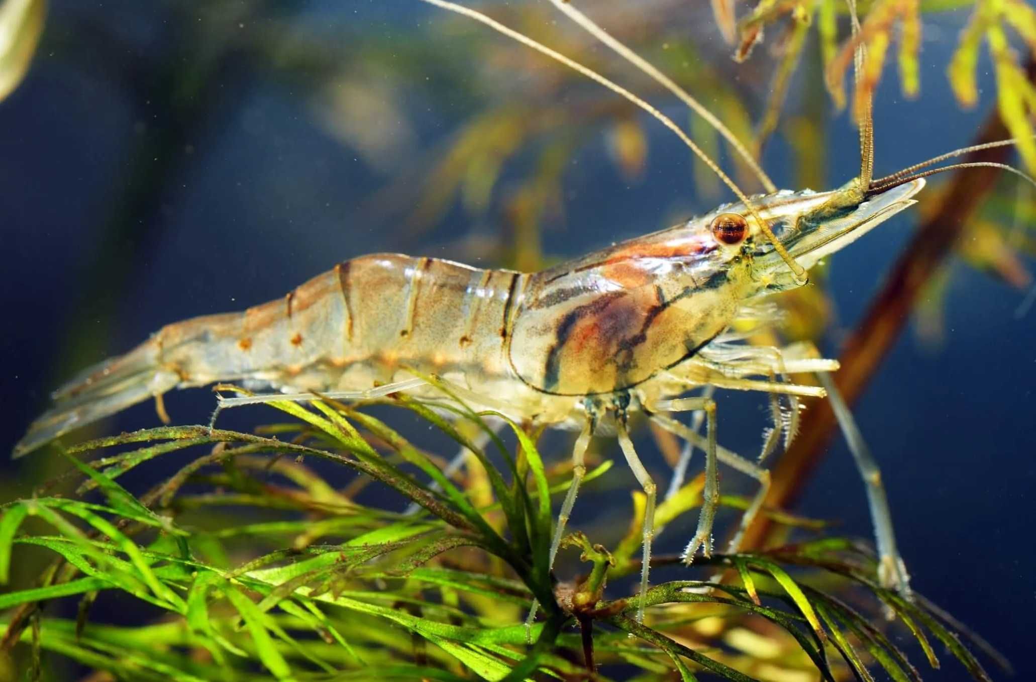 Krewetka szklista - Macrobrachium lanchesteri - dowóz, wysyłka