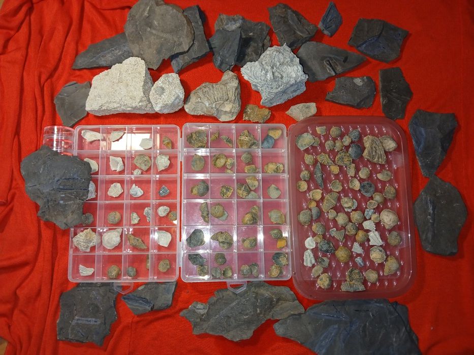 Ponad 80 skamielin Dewon, Sylur , Jura I Kreda