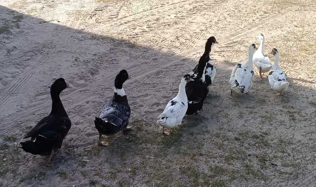 Sprzedam Kaczki dworki