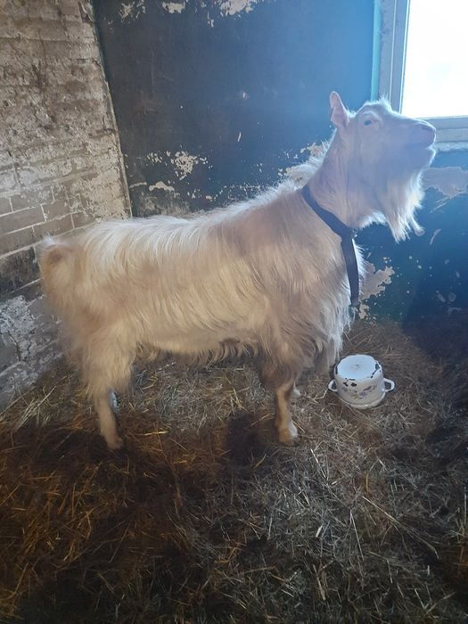 Kozioł saaneński sprzedam lub zamienię