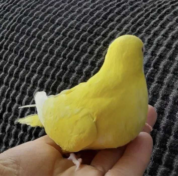 Солнечный красивый желтелнький волнистый попугай