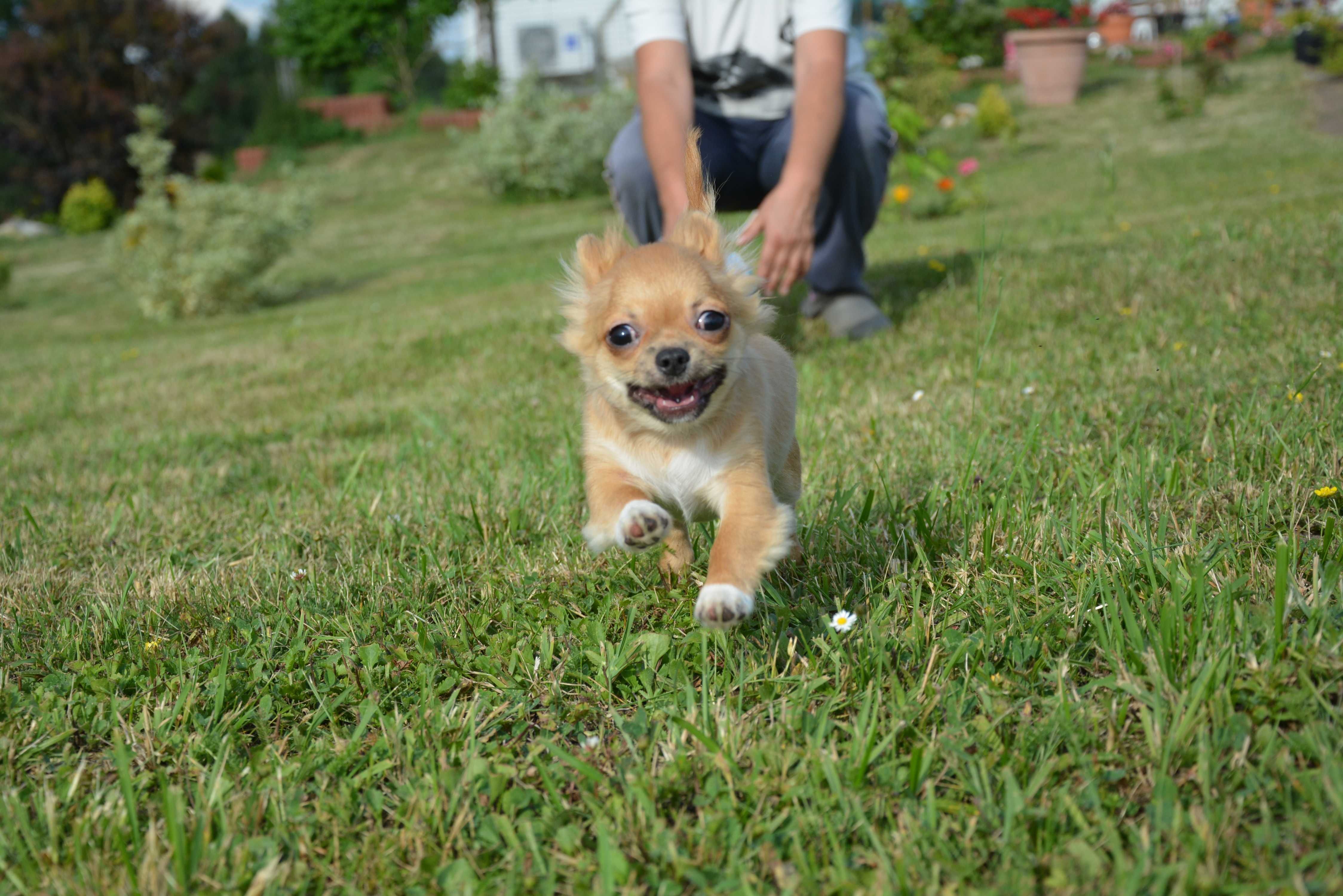 chihuahua chłopak długowłosy ZKwP FCI