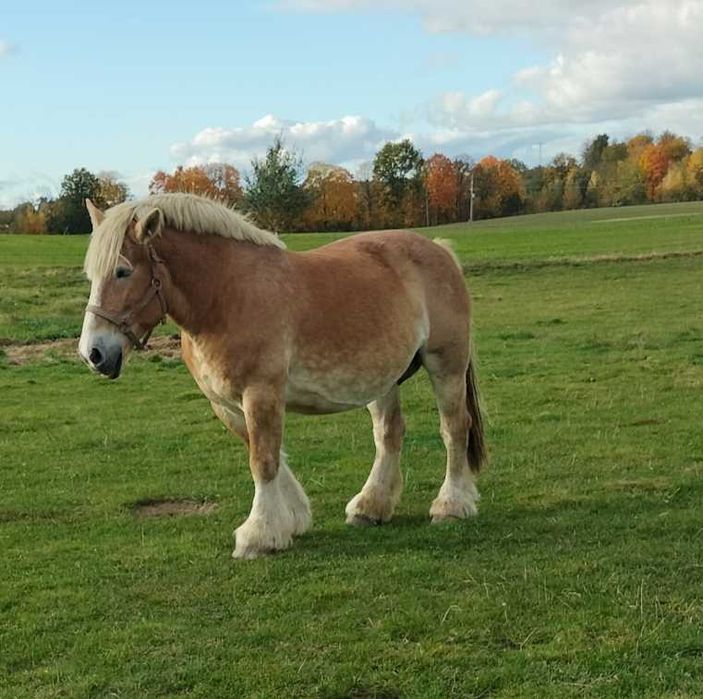 sprzedam klacz źrebną