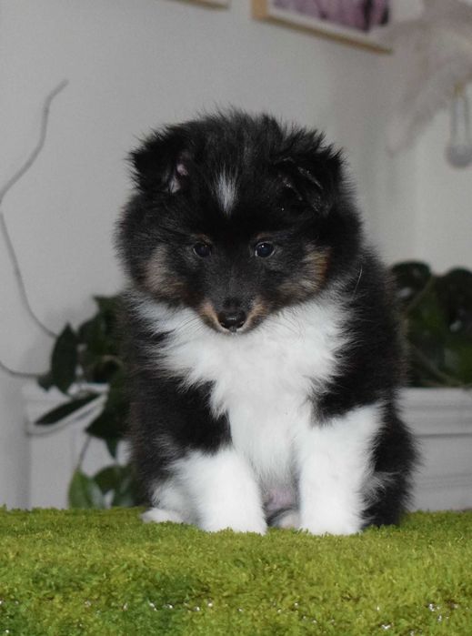 Owczarek szetlandzki sheltie z metryką ZKwP/ FCI skoczny jak piłeczka