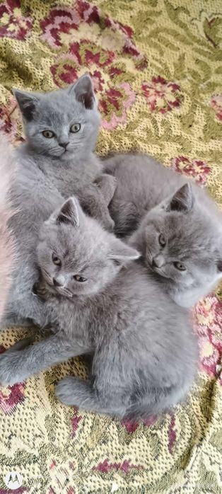 Шотландські прямовухі