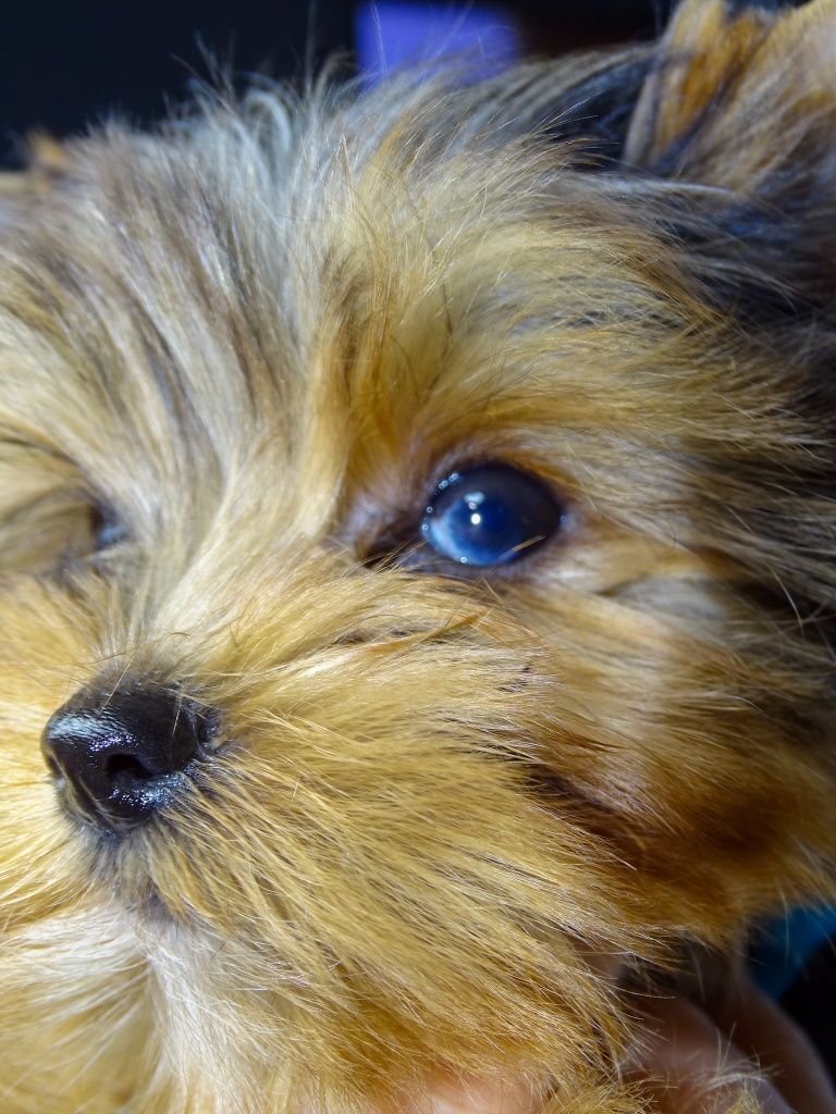 Blue merle piesek Ozzy mini xs