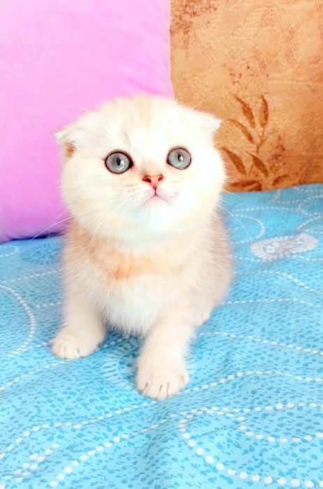 Шотландське Чудо Кошенятко Фолдик
