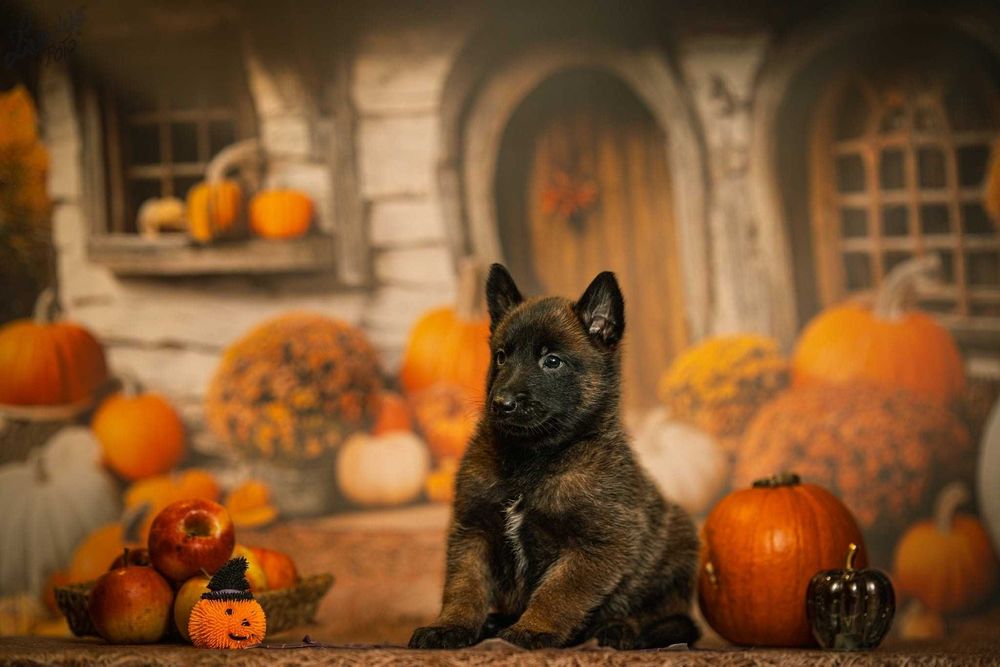 Owczarek Belgijski Malinois Piesek FCI