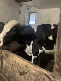 Продам чобрнобілу молочну корову