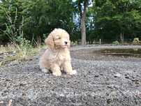 maltipoo szczeniak suczka