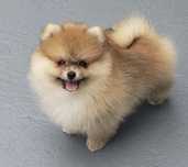 Spitz alemao mini