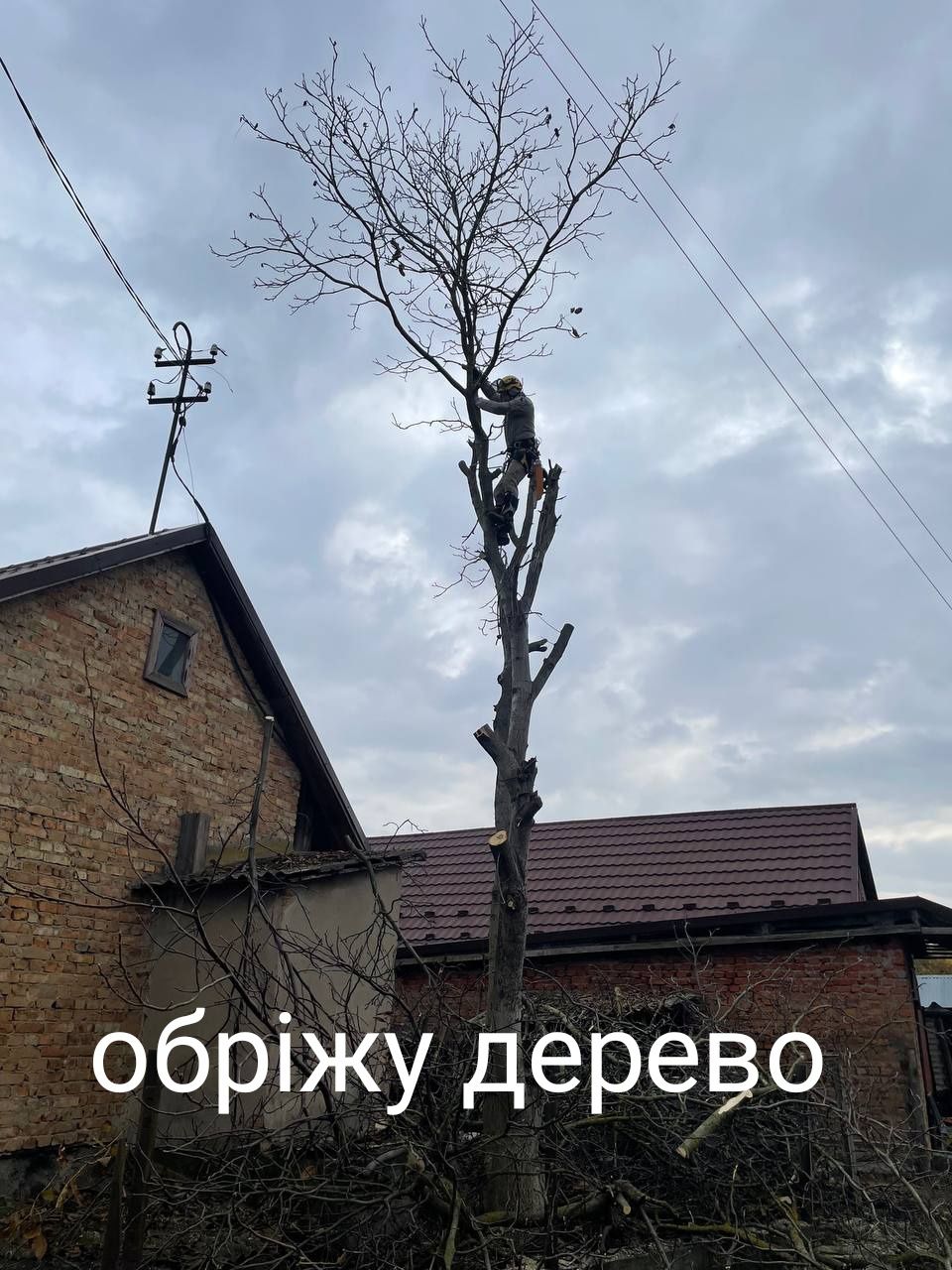 Обріжу дерево,зрізка ,зріжу ,поріжу дерево.