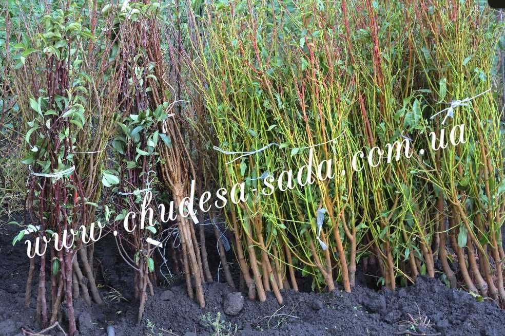 Саджанці абрикоса, персика, сливи, нектарина, яблуня — потужні дерева