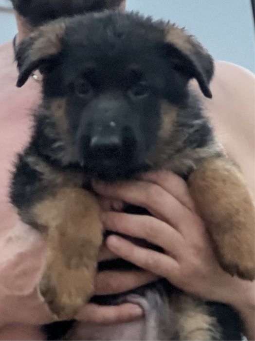 Найкращі цуцики німецької вівчарки