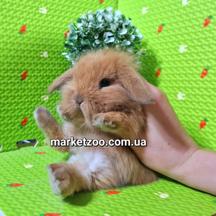 Карликовые мини кролики mini lop тюрингенские вислоухие баранчики