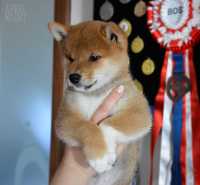 Shiba suczka do odbioru,rodowod ZKwP, FCI