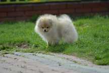 Pomeranian Samiec 5 miesięcy Szpic Miniaturowy ZKwP FCI