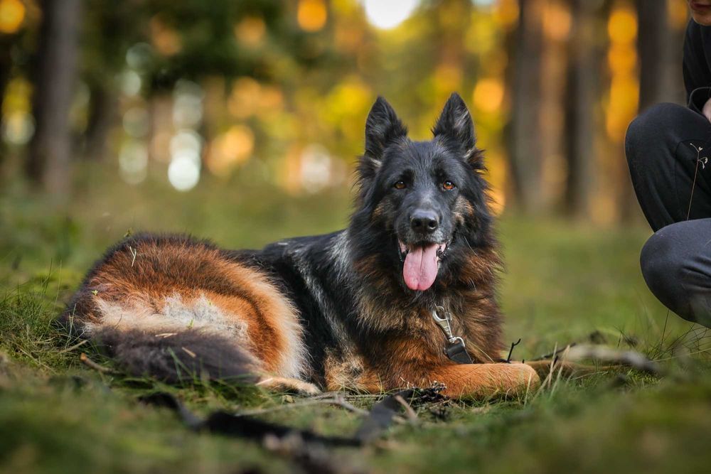 Kora 7 latka, owczarek niemiecki suczka do adopcji z fundacji