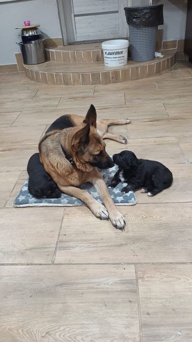 Oddam szczeniaki w dobre ręce