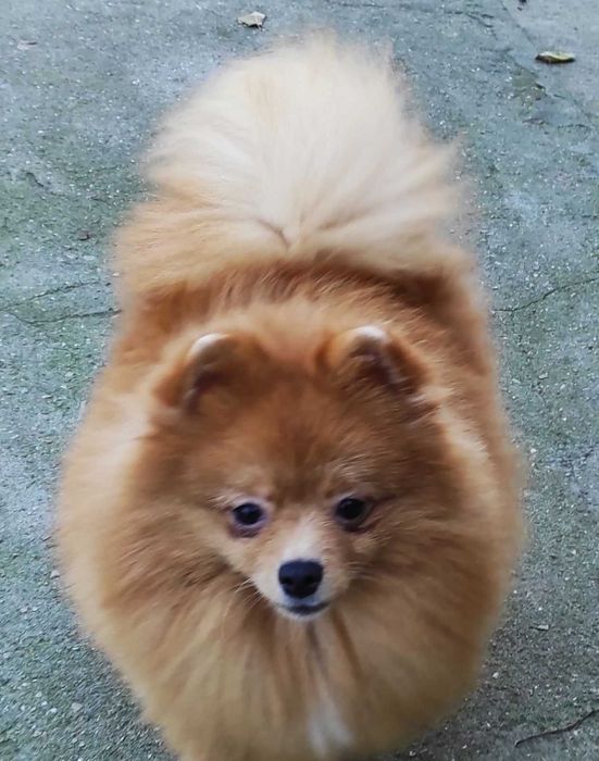 Мальчик оранж померанского шпица, очень бюджетно