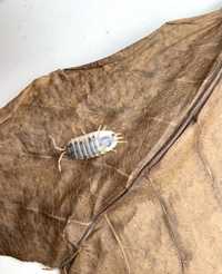 Isopods dairy cow