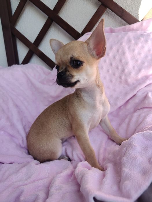 Chihuahua słodkie pieski