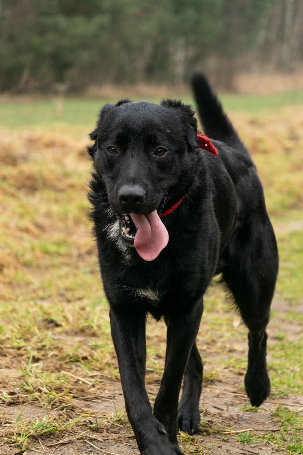 Aldi w typie labradora do adopcji