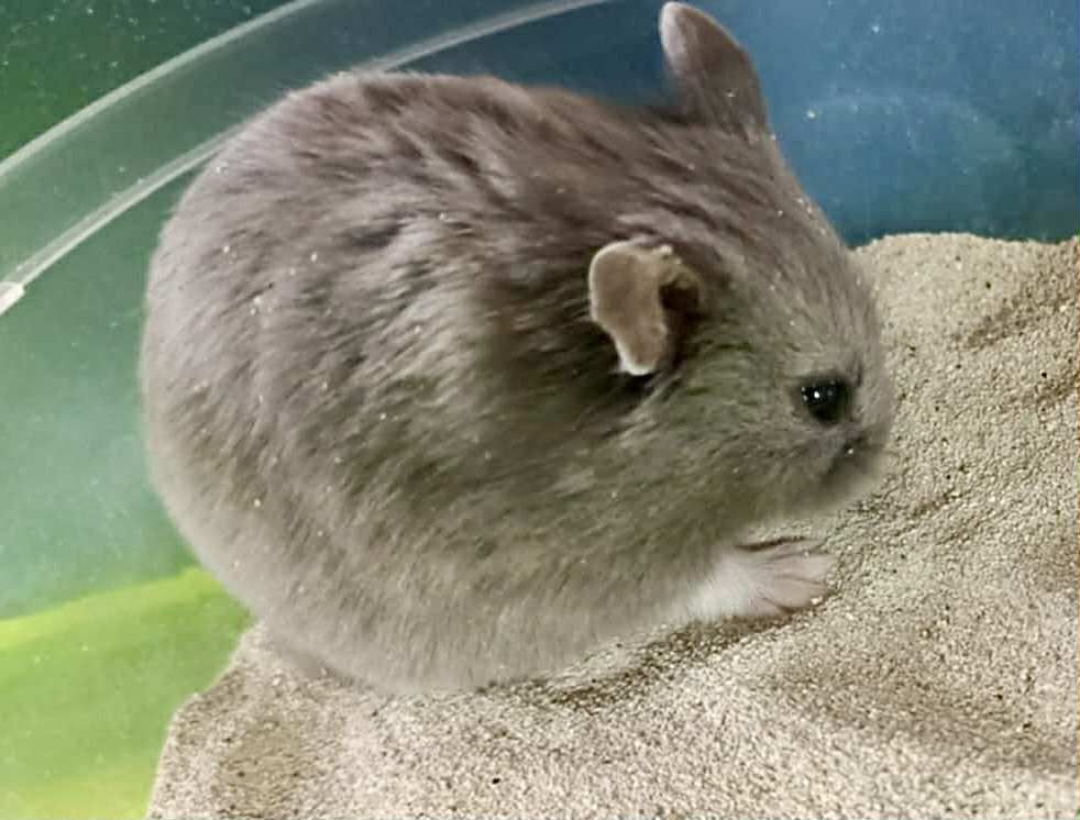 Chomiki Campbella