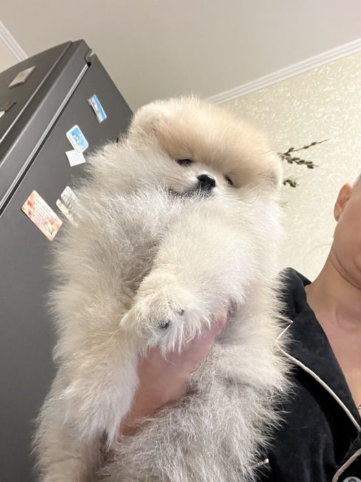 Продам шенка померанский шпиц иальчик