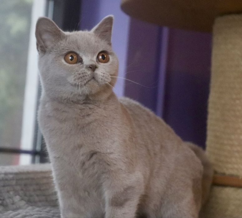 Kotka liliowa Brytyjska z RodowodemFPL .Do odbioru