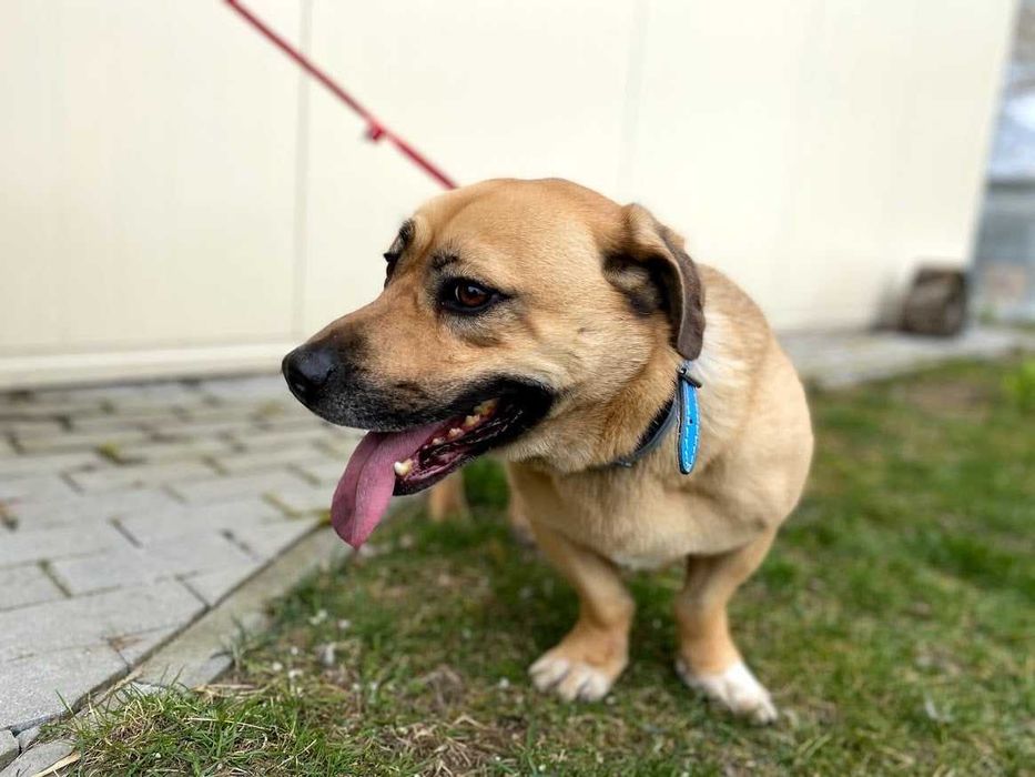 Tolek - przyjazny w stosunku do ludzi, ale trochę nieufny