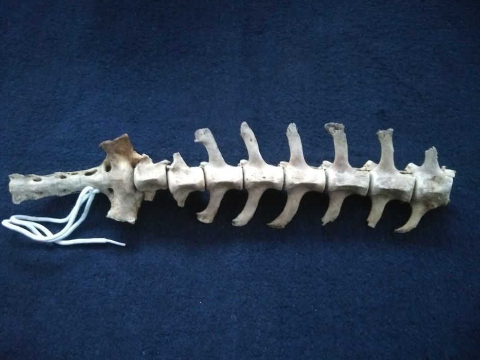 Хребет собаки. Позвонки собаки. Хребці. Позвоночник