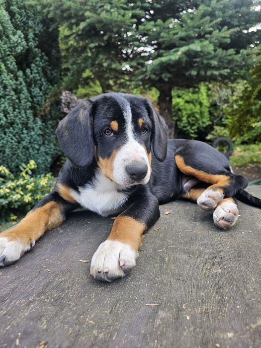 Entlebucher szczeniak