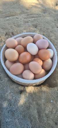 Ovos caseiros de galinhas do campo