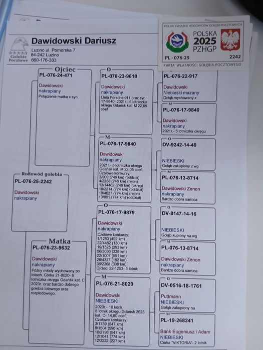 Gołąb pocztowy likwidacja