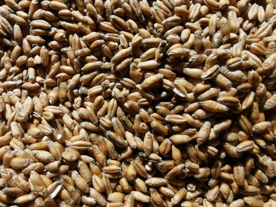 Sprzedam pszenżyto jesienne