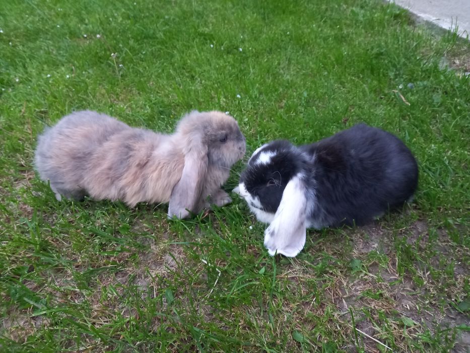 Кролики французького барана