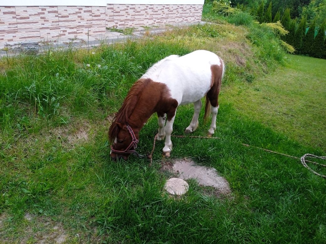 Kuc Kucyk ogierek