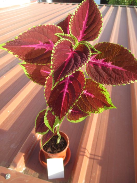 Planta Coleus de interior / exterior.